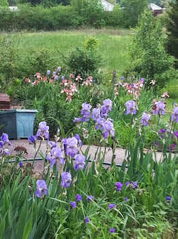 May, 2013: Irises Blooming