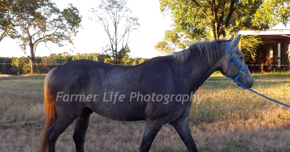 Equestrian Journey Mane Attraction