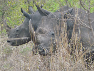 neushoornstroperij in de noordpunt van het Krugerpark