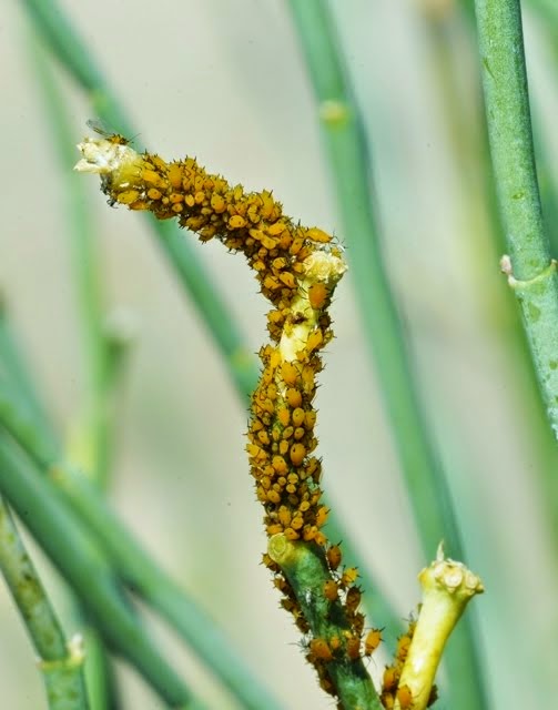 Oleander aphids, Aphis nerii_1253