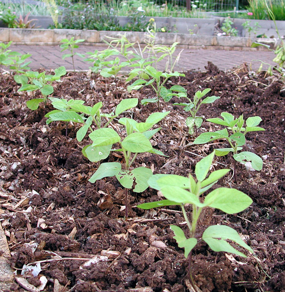 Hawaii Horticulture Soybeans Good for Body and Soil