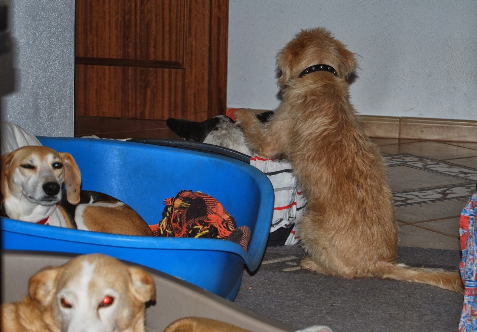 Das wahre Leben So´n büschen bekloppt ist ja ok. Hütten, Hosen, Hunde