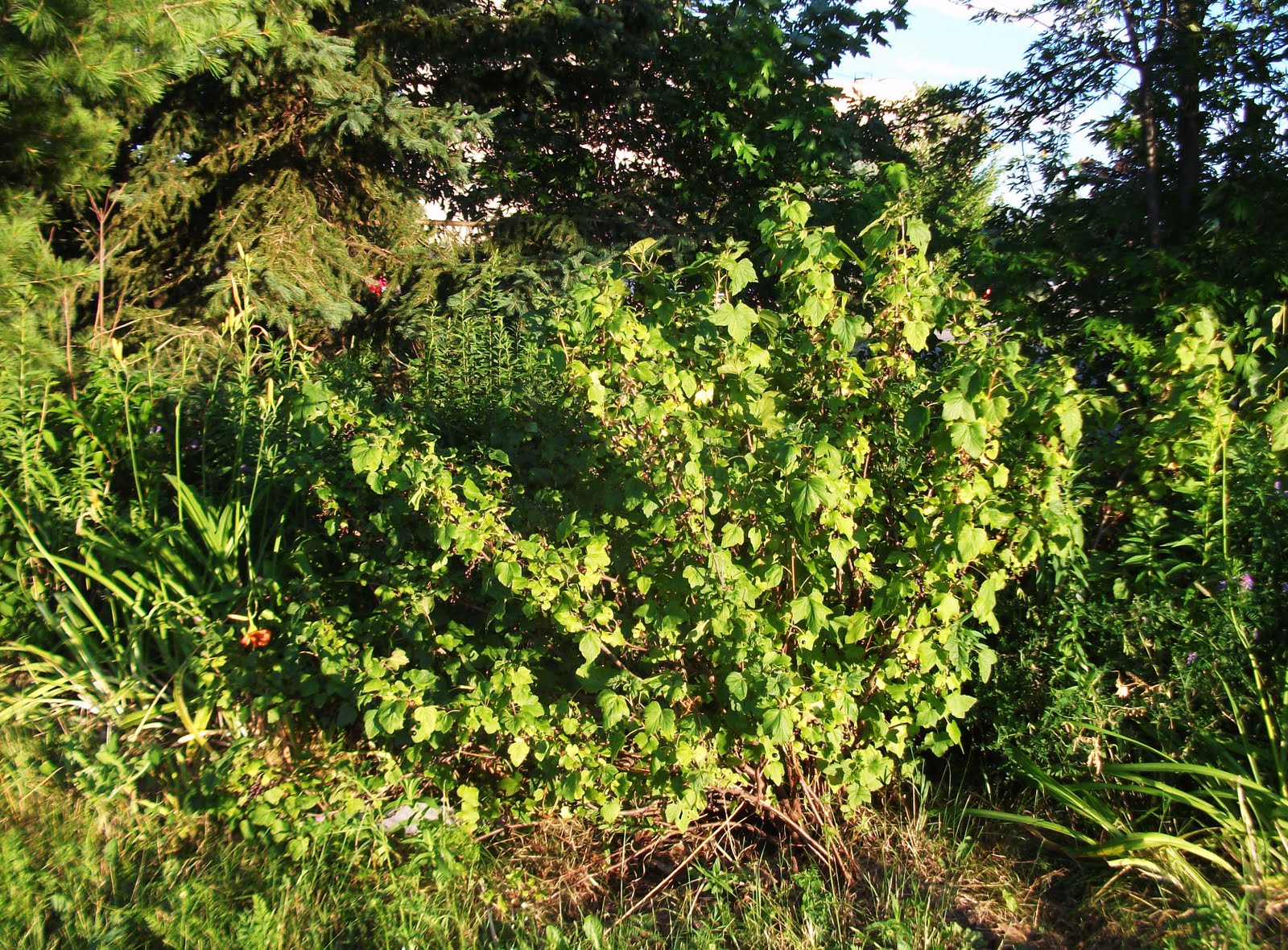black currant bush