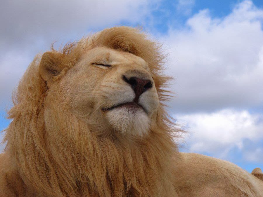 He roars as the lion...Lion of Judah