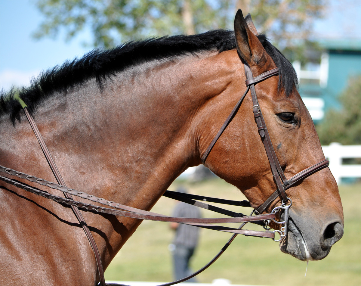 Braymere Custom Saddlery Jumper bridles