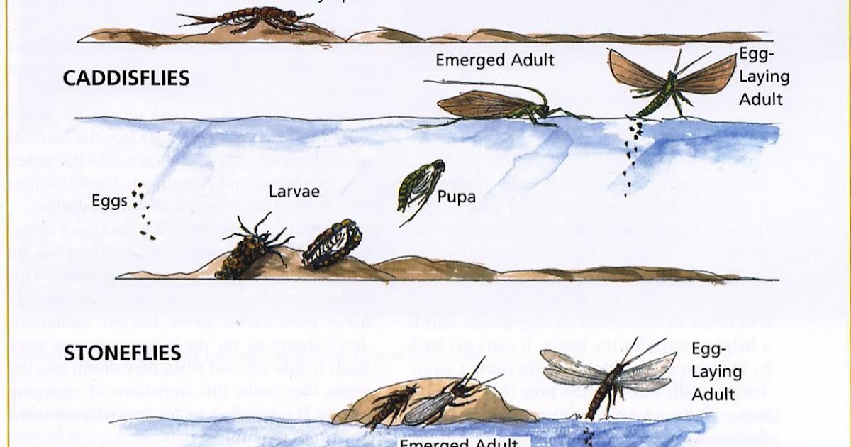 Fly Tyer Man Life Cycles Charts