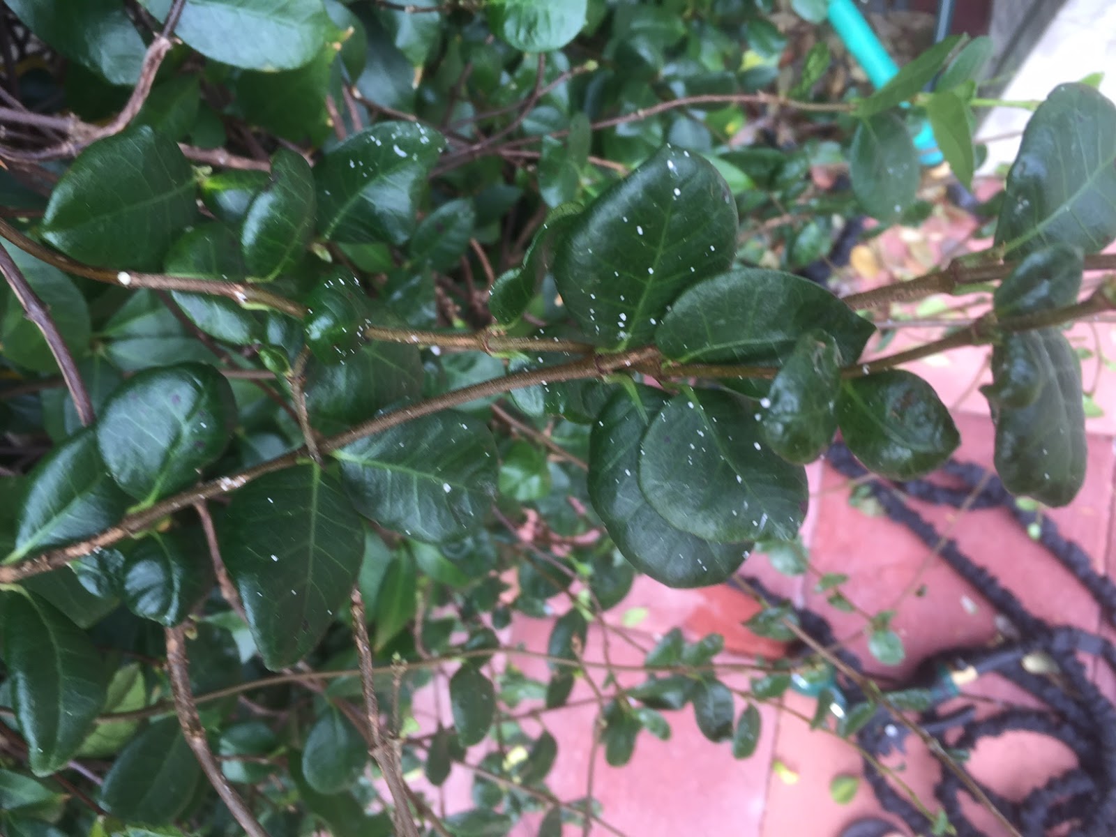 Xtremehorticulture of the Desert What Cause Whitish Spots on the Leaves of Star Jasmine?