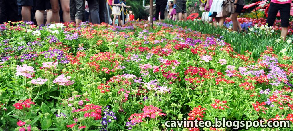 sentosa new year 2015 flower entree kibbles sentosa flowers 2012 圣淘沙春节花会2012 sentosa new year 2015 flower entree kibbles sentosa flowers 2012 圣淘沙春节花会2012