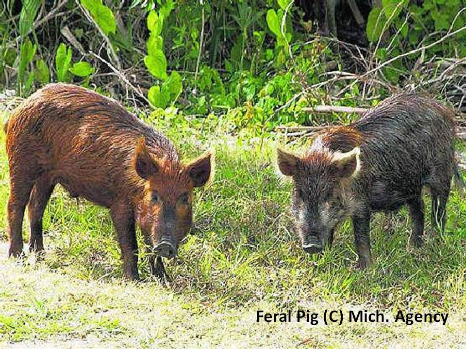 St. Lucia Forestry Department Environmental Education Unit Pigs Gone