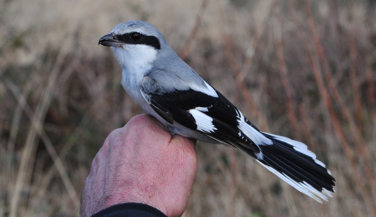 2015 RINGING TOTALS