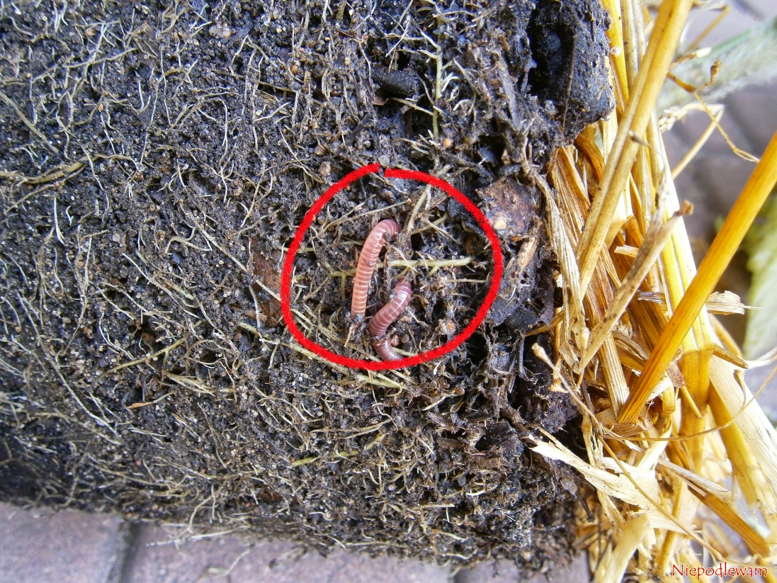 Niepodlewam Dzdzownica W Doniczce Jak Ja Wyploszyc