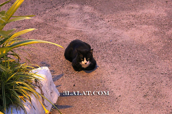 a cat, at the hotel carpark