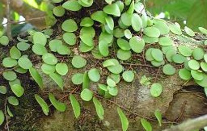 Khasiat dan Manfaat Tanaman Sisik Naga | Dibuka Saja