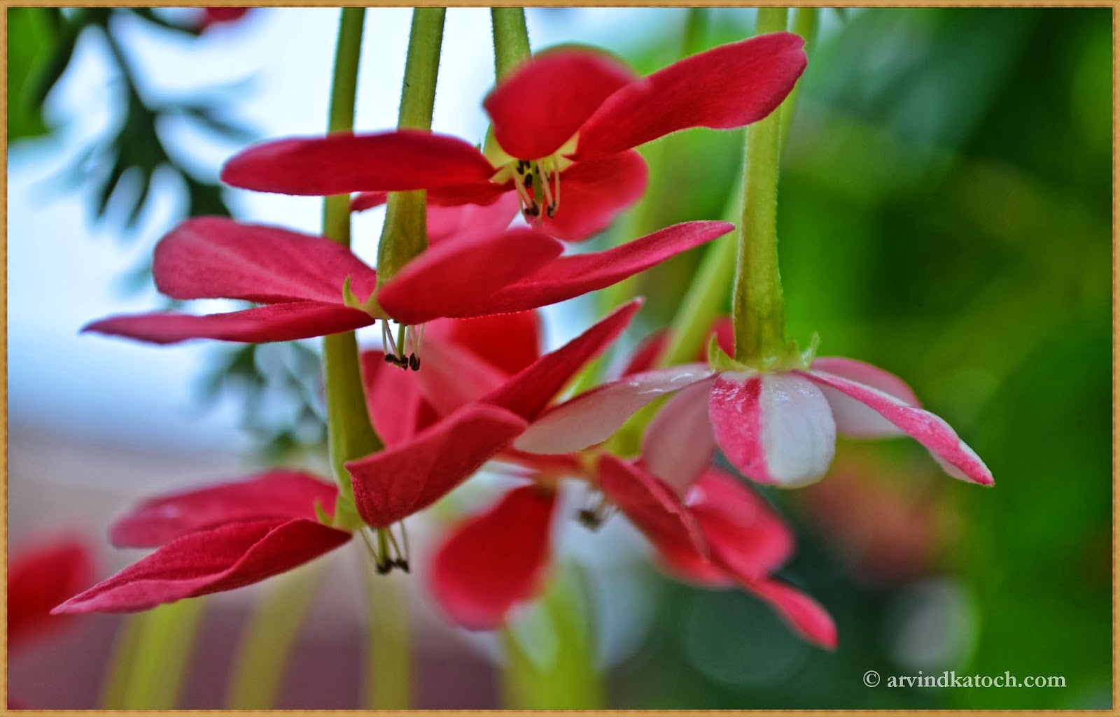 Extremely Beautiful HD Pic of Pink Dancing Flowers (Like Girls Dancing)