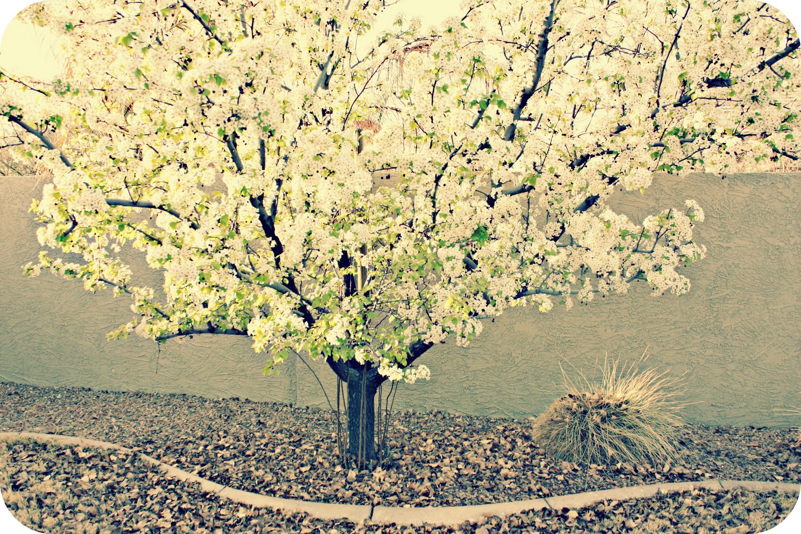 http://4.bp.blogspot.com/-igcuit-Z5eM/TV361X6LglI/AAAAAAAABFM/0SLB7dOh2cE/s1600/FCtree.jpg