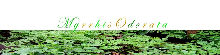                  Myrrhis Odorata