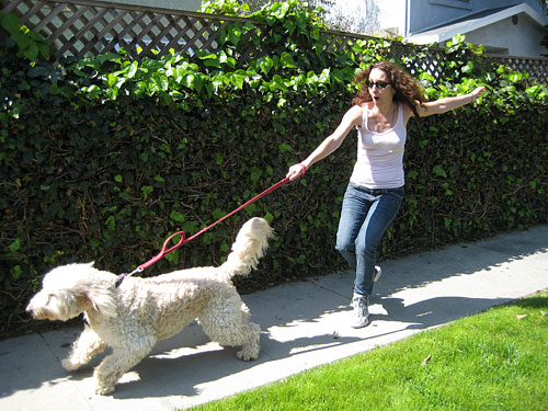 dog pulling leash