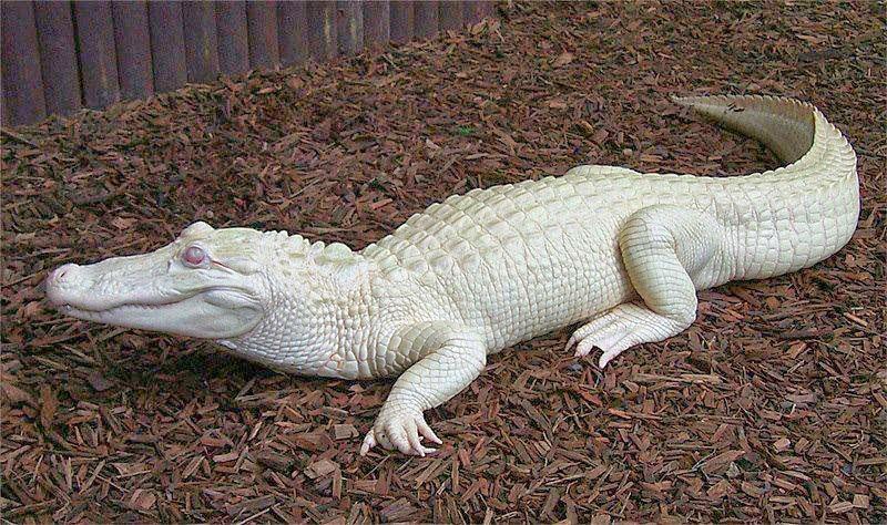 Whitey, el cocodrilo albino es una de las más raras especies del mundo Whitey,+el+cocodrilo+albino+es+una+de+las+mas+raras+especies+encontradas+en+el+mundo+...