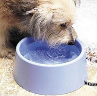 keep your pet well hydrated