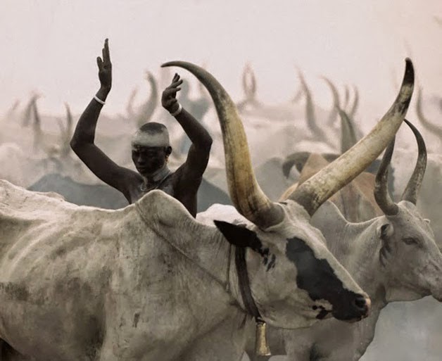 Dinka forex