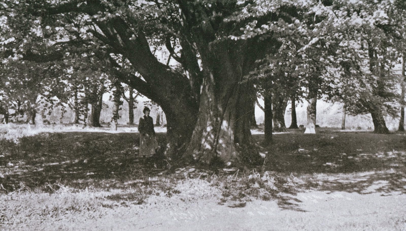 The surviving  beech in the early 1950's