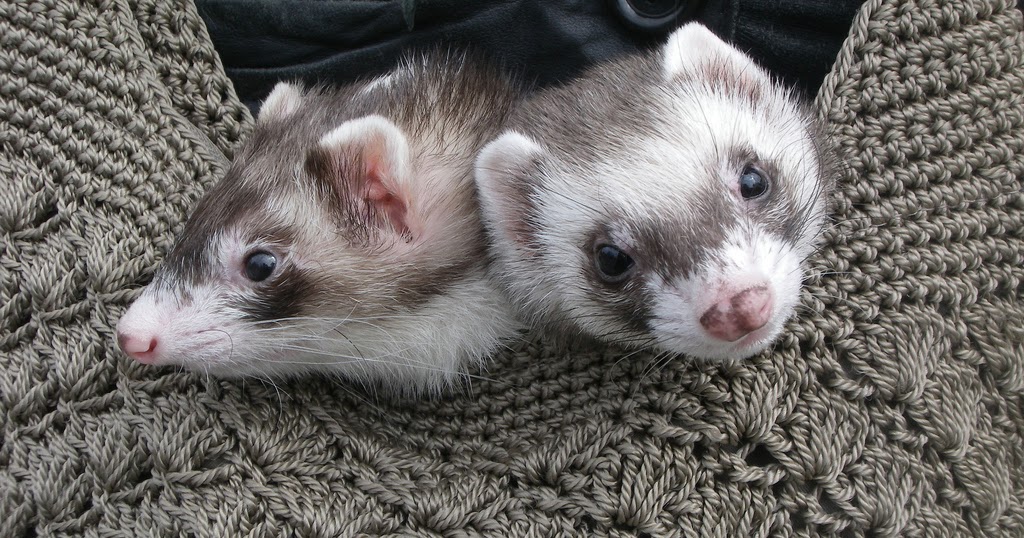 Ferrets North Information & Rescue Society CONTACT US