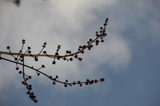 trees budding out in early Spring photo of trees budding out in early Spring