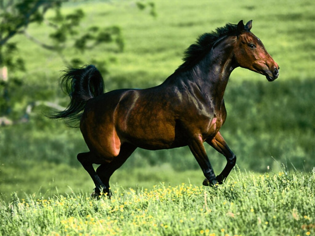 IMAGENES ANIMALES SALVAJES imagenes animales salvajes:
