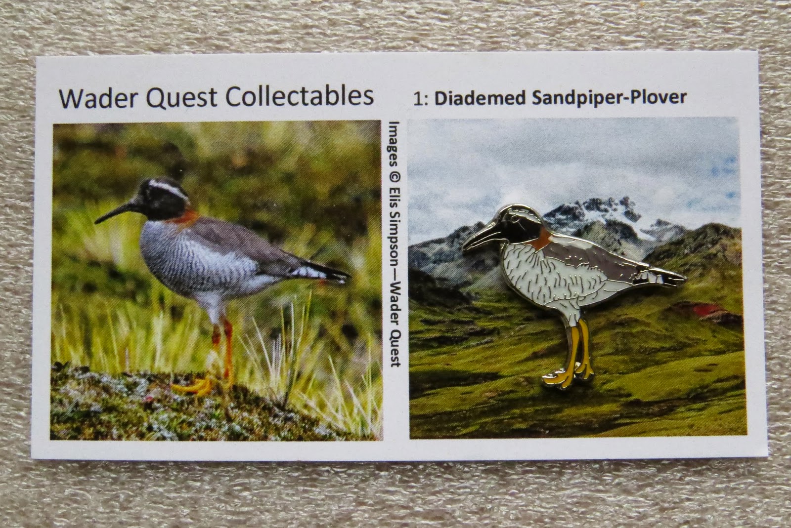 No.3 Hooded Plover Enamelled Pin BadgeWader Quest Bird Pin Not RSPB 