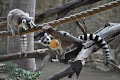 Limassol Zoo Limassol Zoo