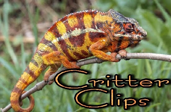 Critter Clips