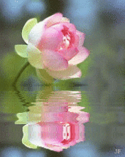 http://4.bp.blogspot.com/-ijVAhLjUdjY/UmZvfB8-SxI/AAAAAAAAW48/HQlw6KsP3so/s1600/Lotus+Flower.gif