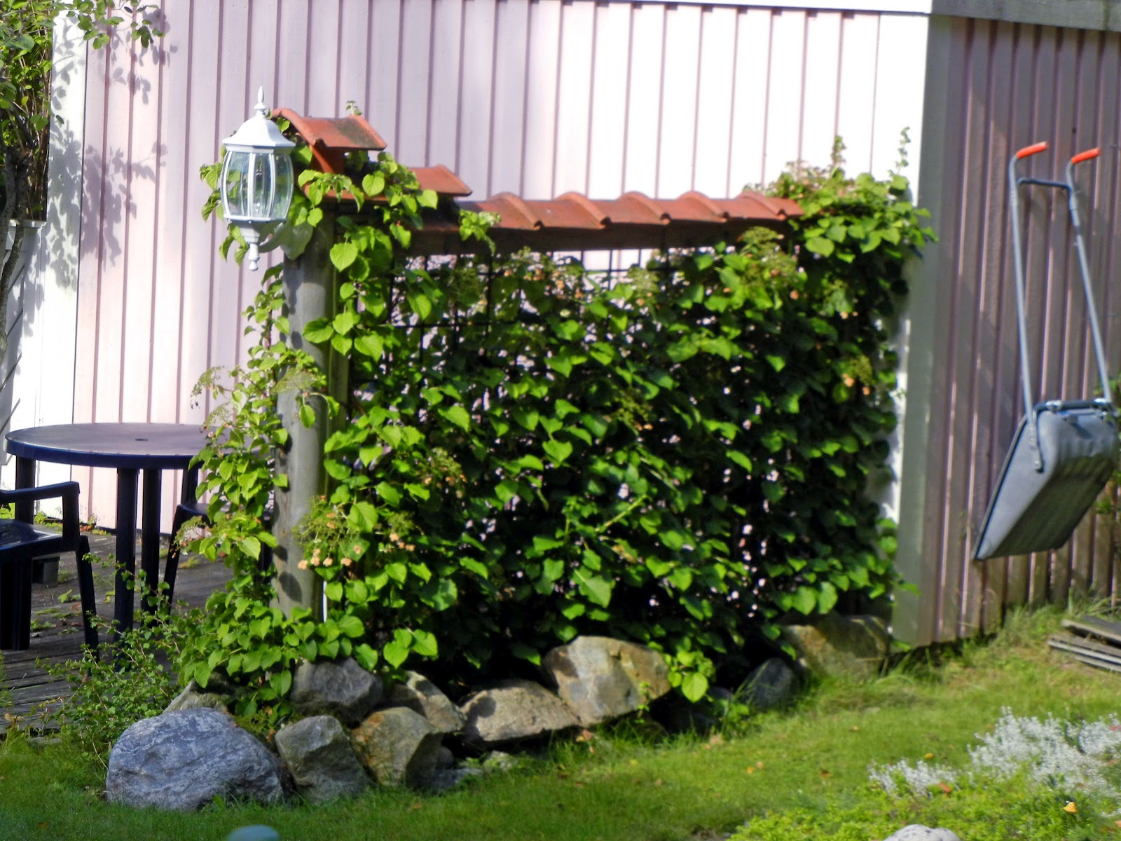 ChainLink Trellis Dressing Up Your ChainLink Fence