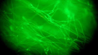 : CREAN GUSANOS TRANSGÉNICOS CAPACES DE FABRICAR TELA DE ARAÑA : CREAN GUSANOS TRANSGÉNICOS CAPACES DE FABRICAR TELA DE ARAÑA