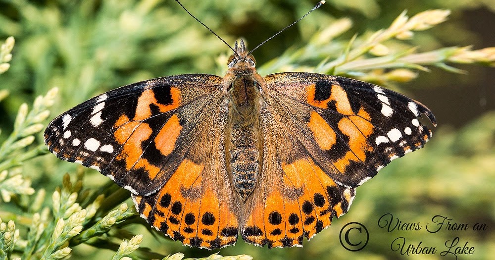 Insect Lore Live Butterfly Garden Review Views From an Urban Lake