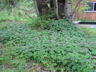 Geranium+macrorrhizum%252C+Bigroot+Cranesbill.jpg