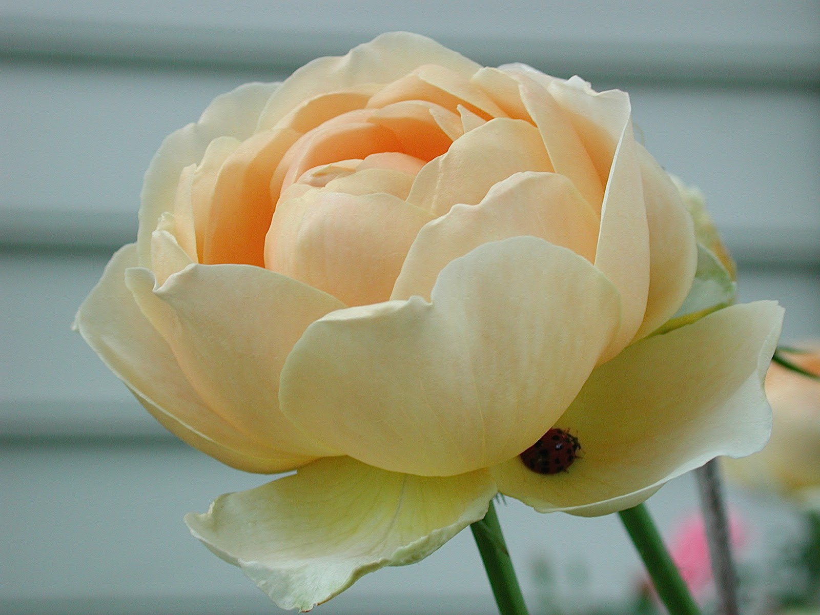 A Rose Is A Rose Rose Alphabet A And B