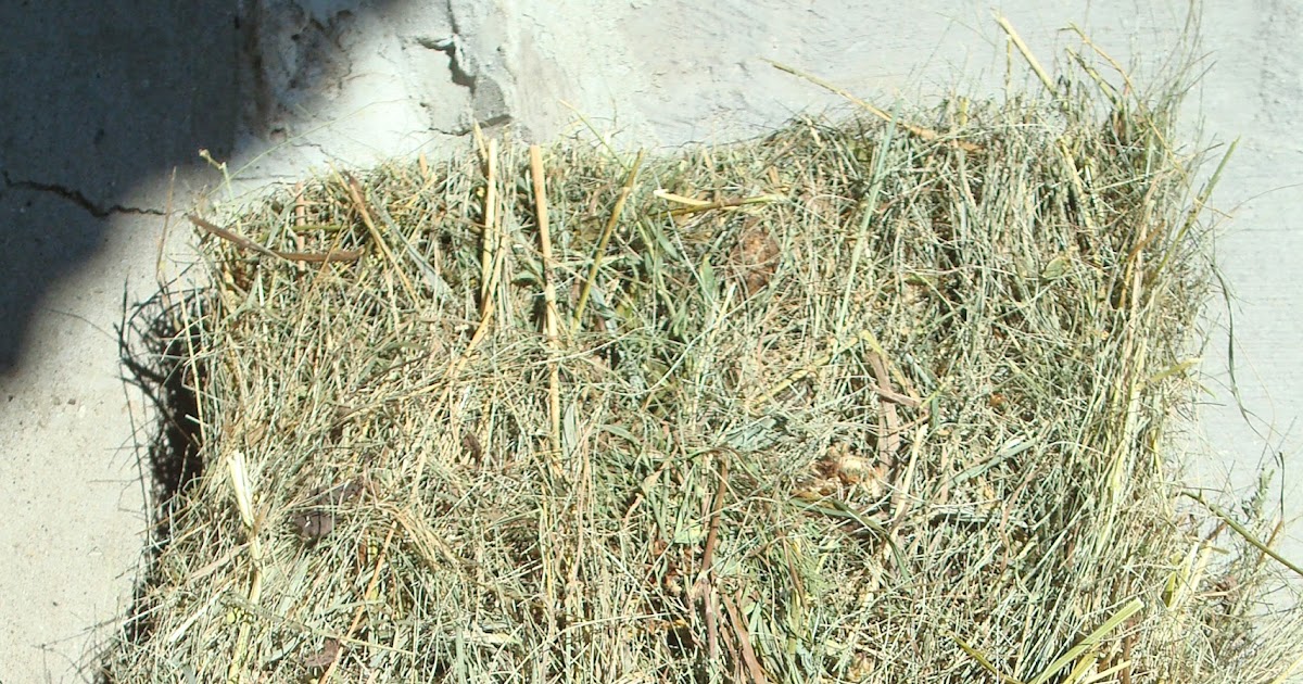 North Horse What Good Horse Hay Looks Like
