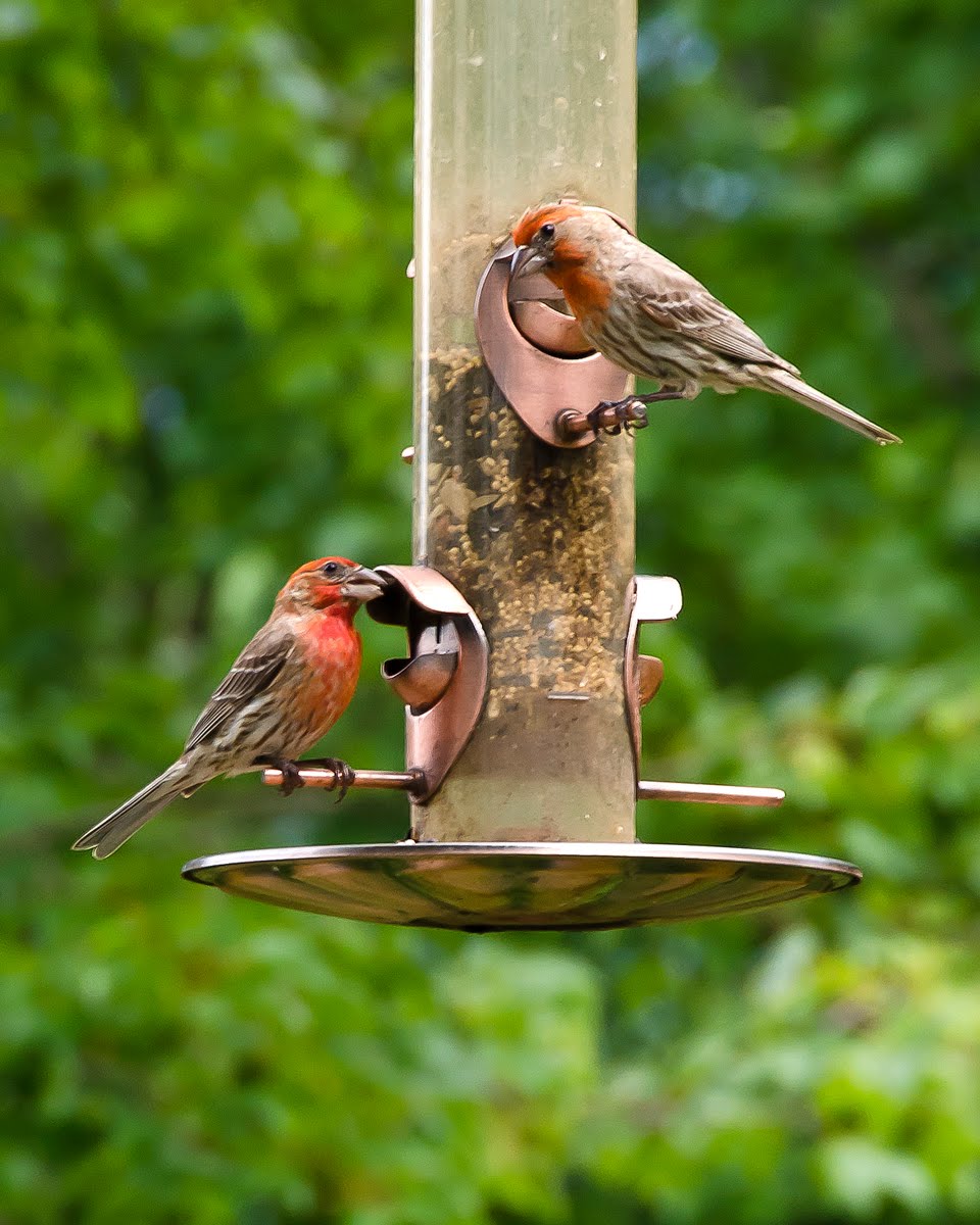The Smith's of Western North Carolina House Finch Feeding