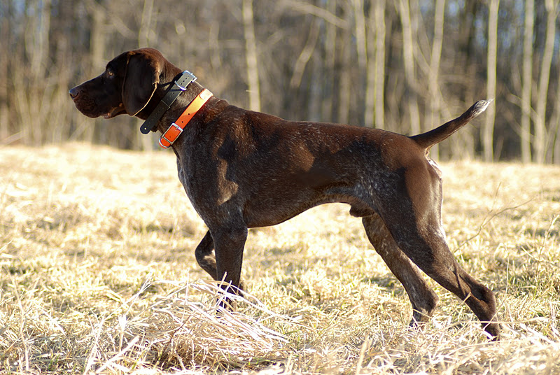 Adventures of a GSP Hunting Dog January 2012