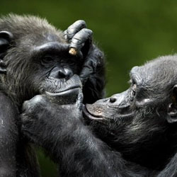 717<b>`pW[</b>ꂪł܂ Parlez-vous chimpanzé ?