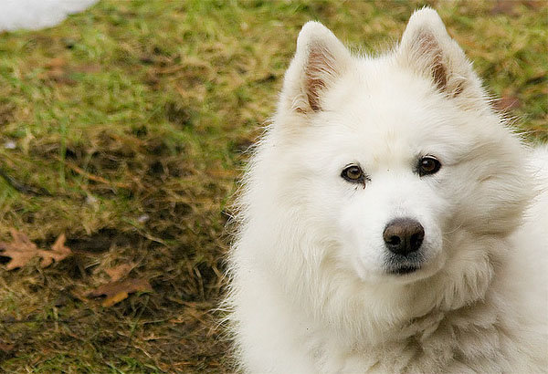 http://4.bp.blogspot.com/-ikyKyKBLbzY/UMi3OkttQ5I/AAAAAAAARoY/-8aLdvGkP6w/s1600/Samoyed5.jpg