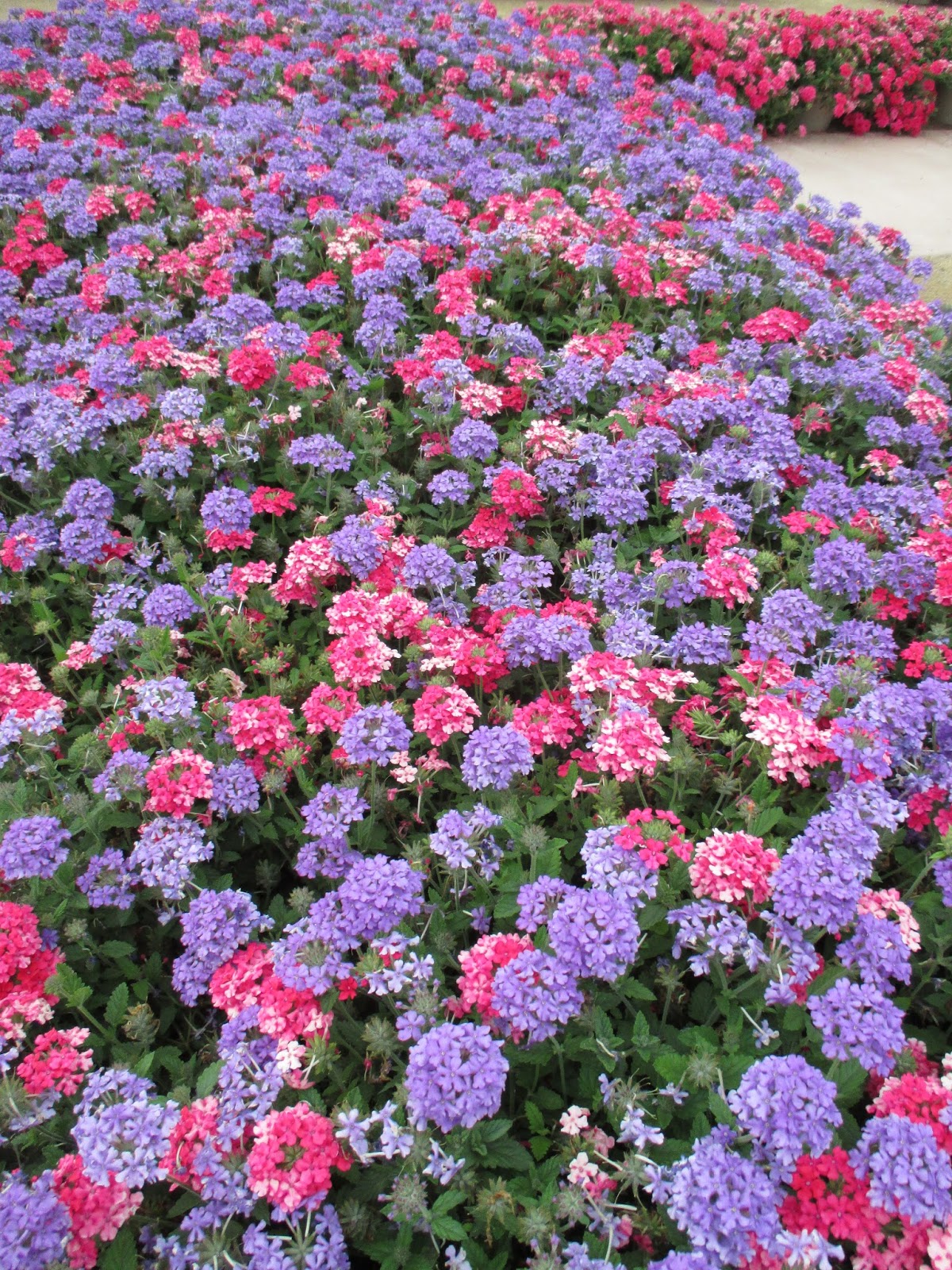 The Wanderer S Journal Four Tips In Growing Hydrangeas