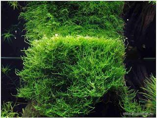 large-thumbnail