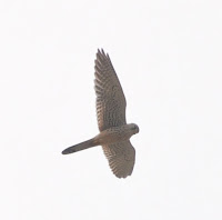Common Kestrel