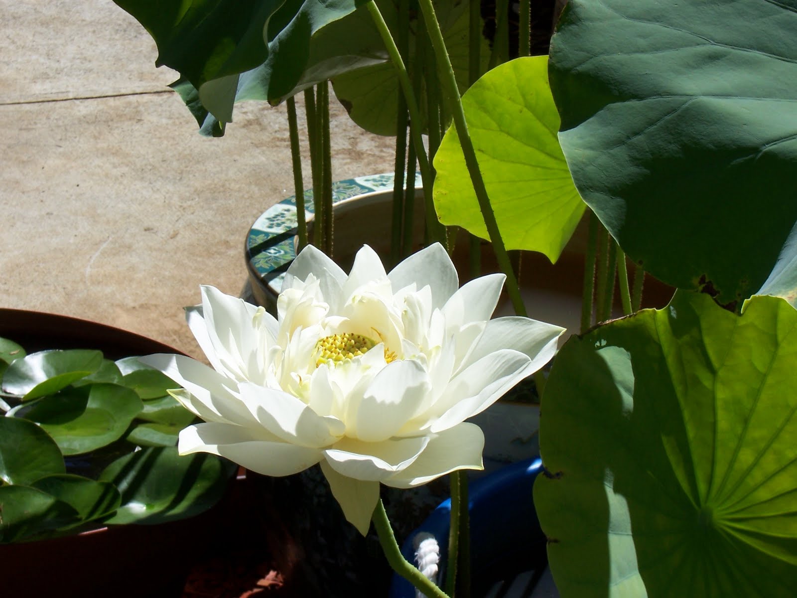 Hawaii Plant Lady Water Lily in Bloom