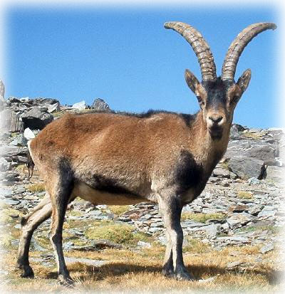 FAUNA IBERICA ASTURIAS fauna iberica asturias: