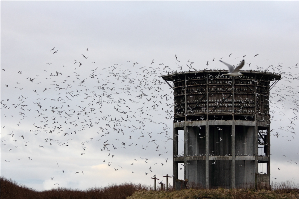 Life Home A Short History of Nearly Everything...Middleton Island