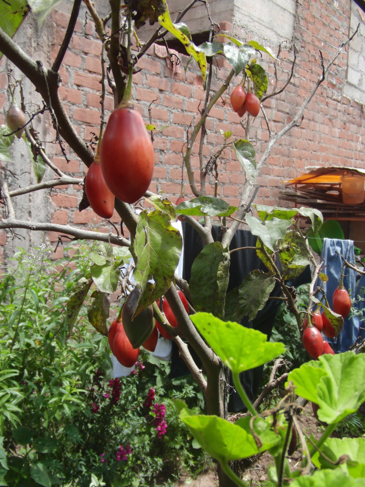 Chuqiyapunkiritwa 木になるトマトのジャム 再び