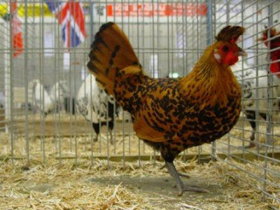 Appenzell Bearded Hen